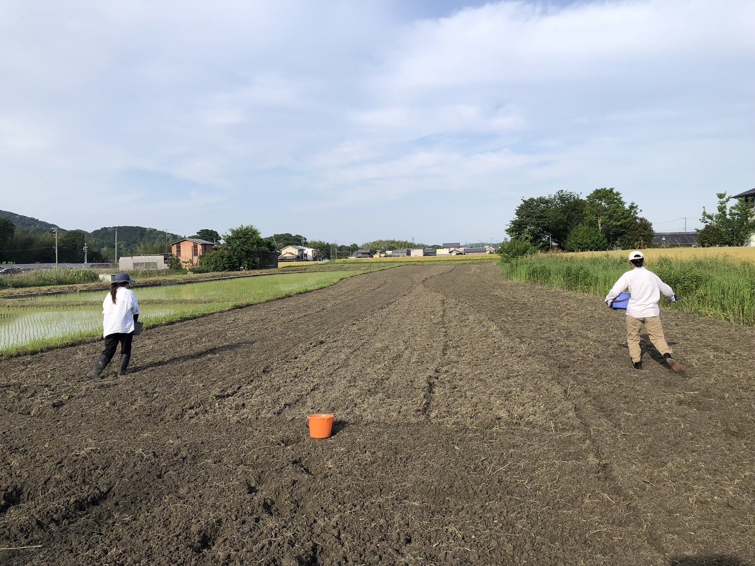 ひまわりの種まき風景
