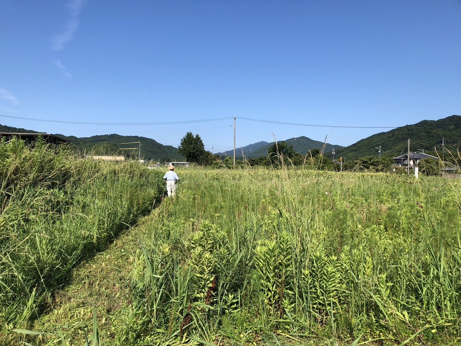 向日葵の刈り取り