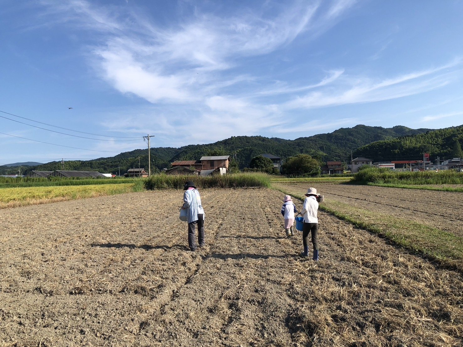 コスモス種まき