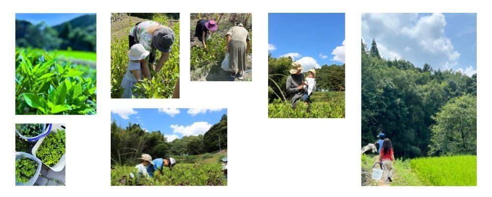 藍の生葉染ワークショップ