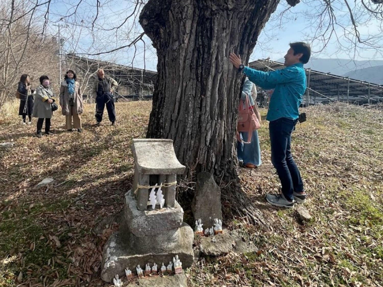 皆神神社稲荷社ご神木