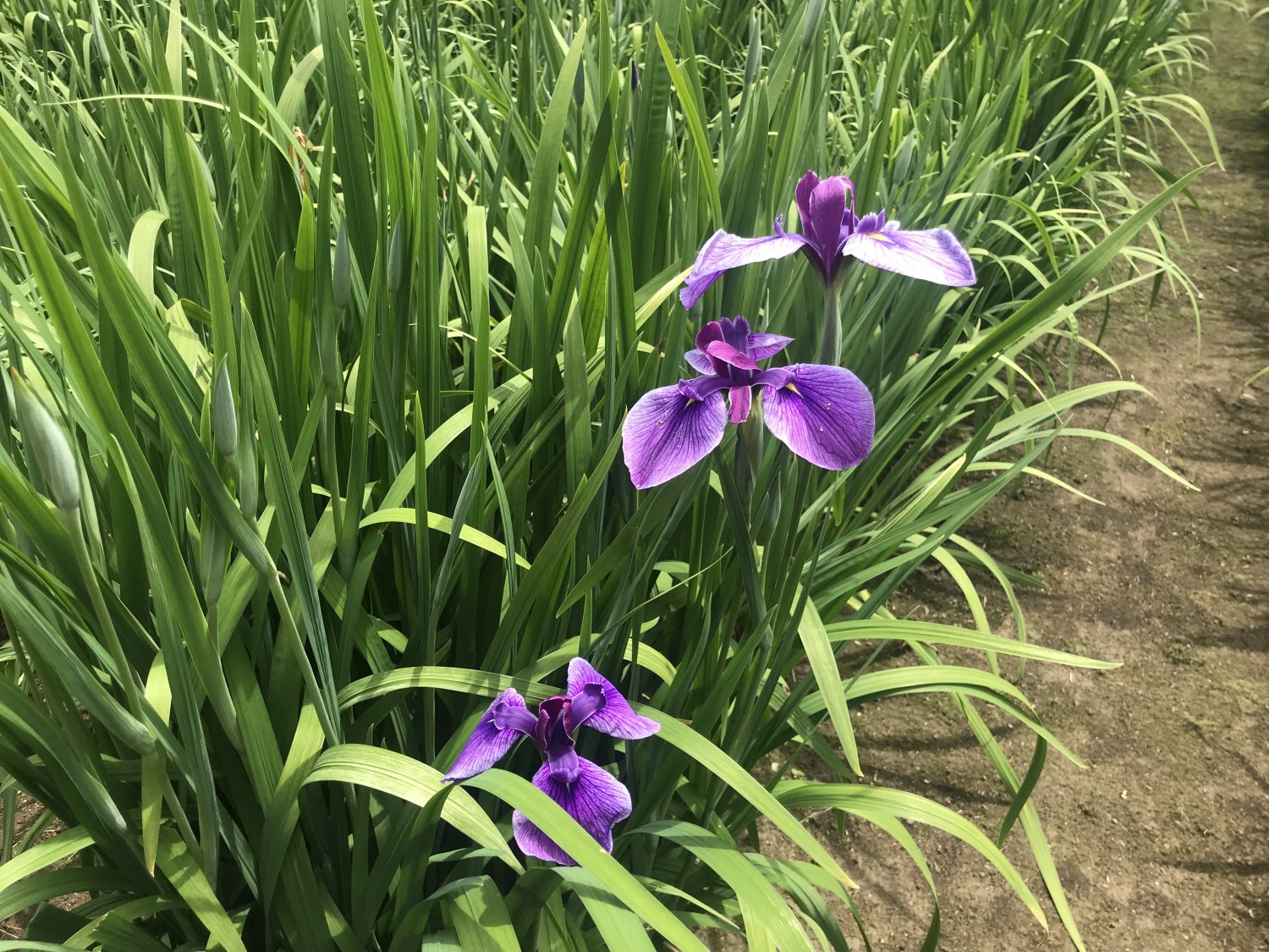 満開にはまだでしたが次は梅雨の合間を見てリベンジしたいです。