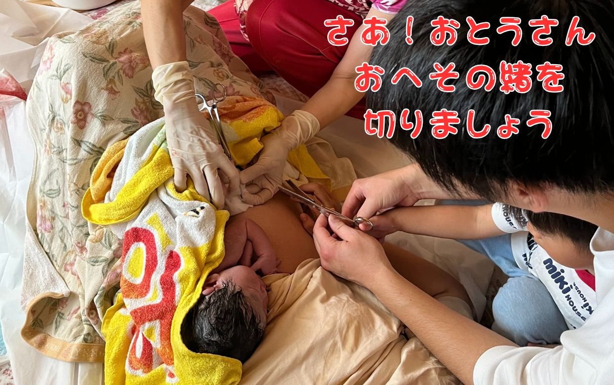 へその緒1