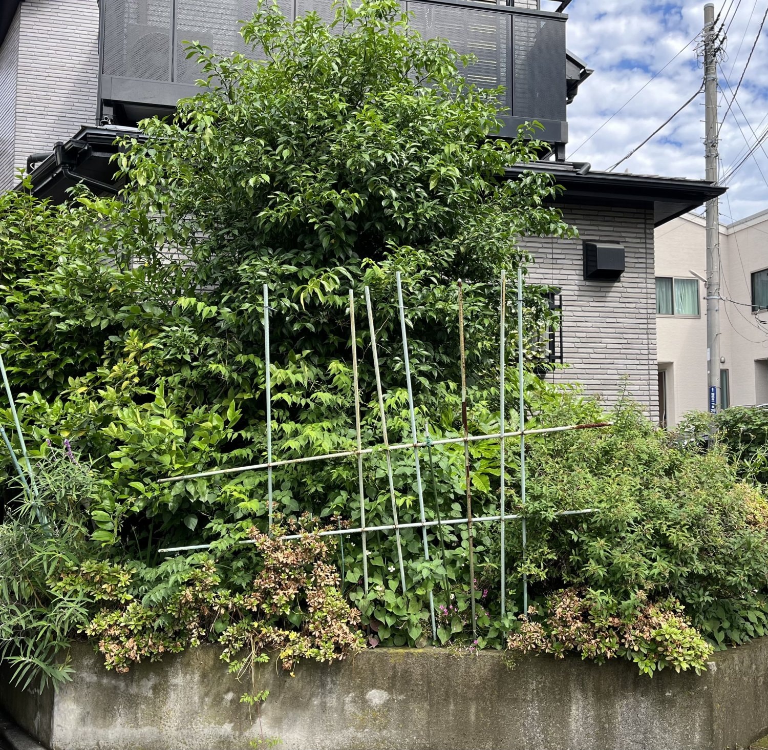剪定前