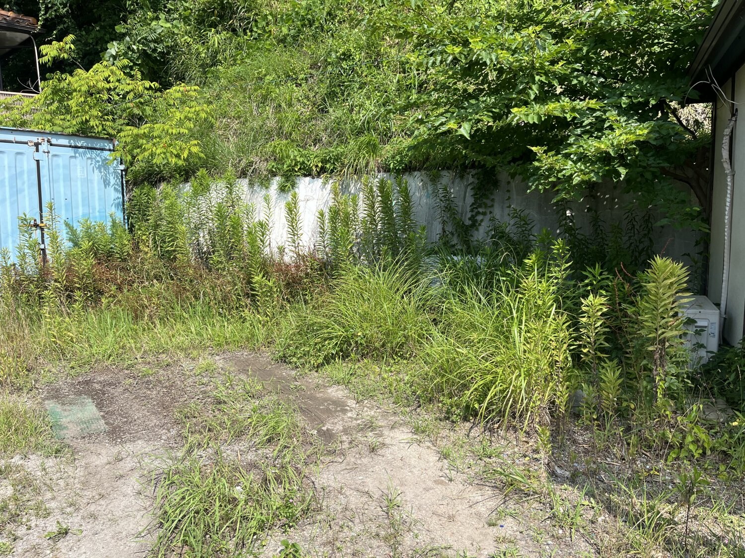 駐車場の草刈り及び草回収（Before）
