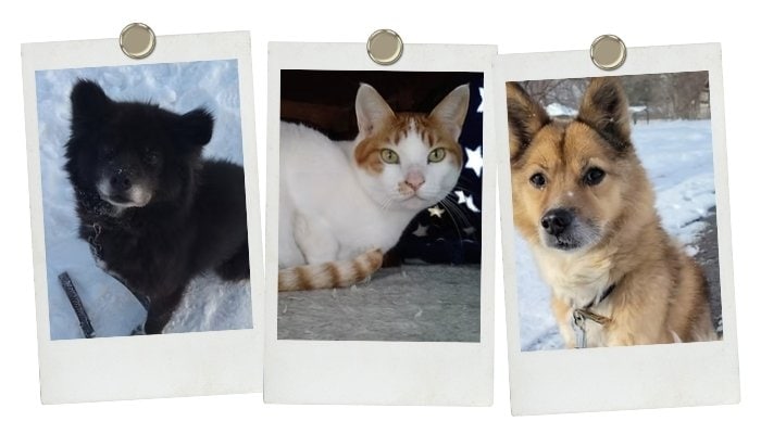 ペットの里　里親　花蜜幸伸