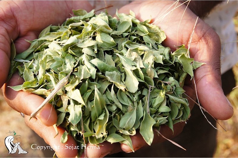 インド、ラジャスターン州ソジャット村で栽培された高品質のヘナの葉だけを使用しています