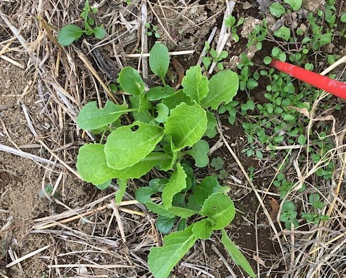 《種のセット・葉菜たちをやんちゃ蒔き》遅ればせながら、販売開始ですー。(＞人＜;)