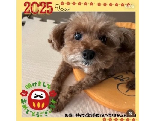 ✨2025年✨ あけましておめでとうございます🎍