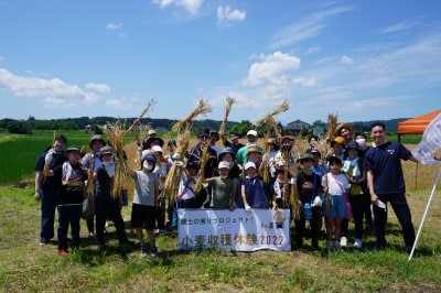 小麦収穫体験、２年ぶりに開催！