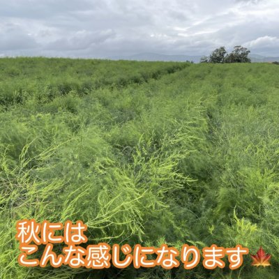 たくさんのご購入ありがとうございました!