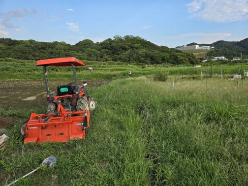 畑作り〜収穫まで①🌾