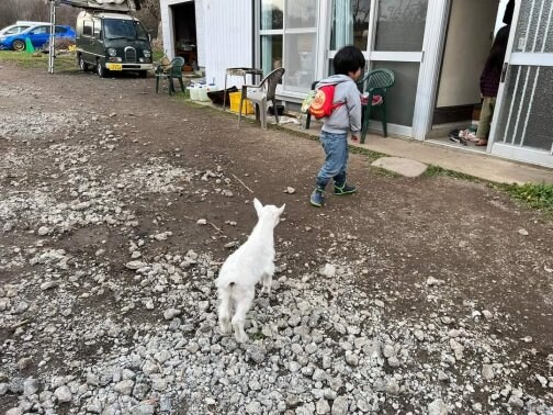🌿まきばで今年の春に🌸生まれたヤギの赤ちゃんです🐐
