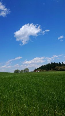 ☆爽やかなポニー牧場の牧草畑🌿…