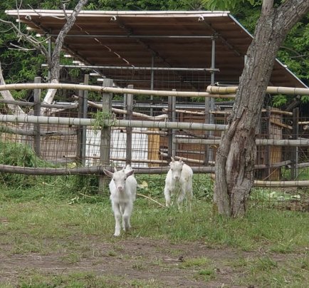 今日の🐐バニラと🐐スモモ