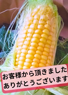 肩腕の痛みを抱える女性から感動の贈り物:激甘トウモロコシを頂きました!