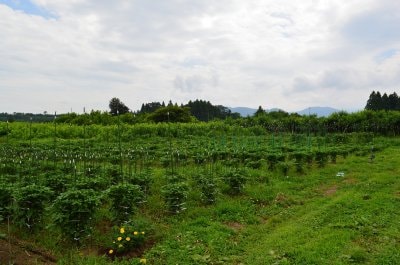 ７月栽培状況