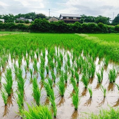 縄田米in熊本