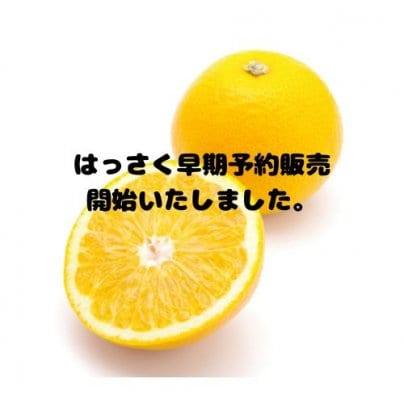 はっさく早期予約販売開始いたしました🍊