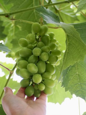 ブドウの袋がけ完了🍇