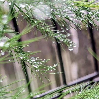 明日から7月が始まりますね🎋