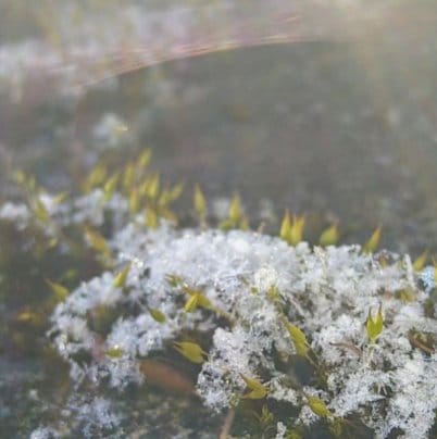 雪が舞いはじめました❄️