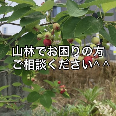 山林でお困りの方ご相談ください!