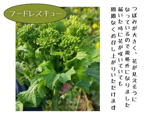 【フードレスキュー】千葉県鋸南町産の減農薬菜花