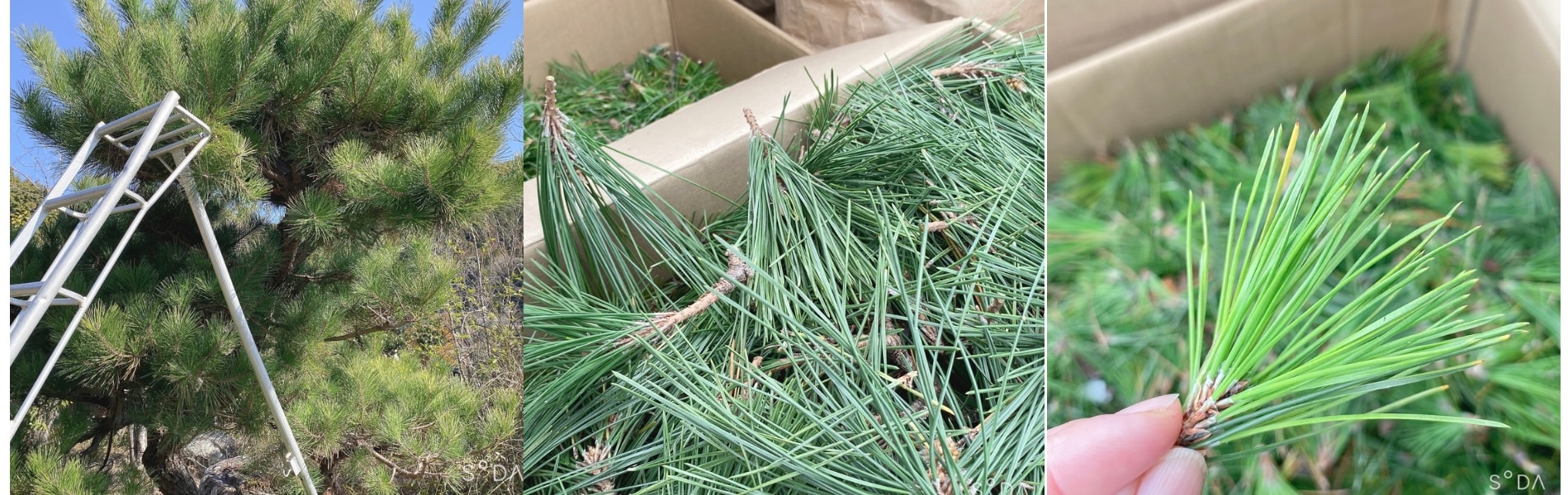 つなまま／九州の松葉を全国に