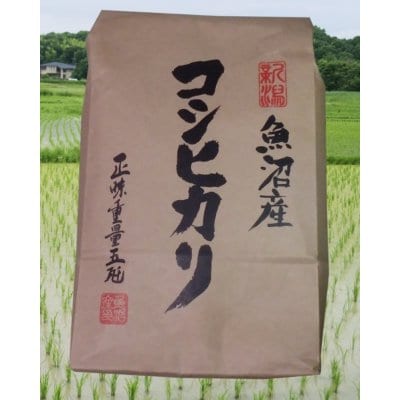 【精米済み】魚沼産コシヒカリ 10kg【送料無料】