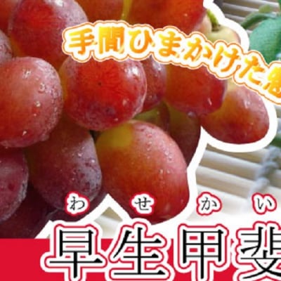山梨県産 早生甲斐路(わせかいじ) 約1.5㎏(3〜4房)
