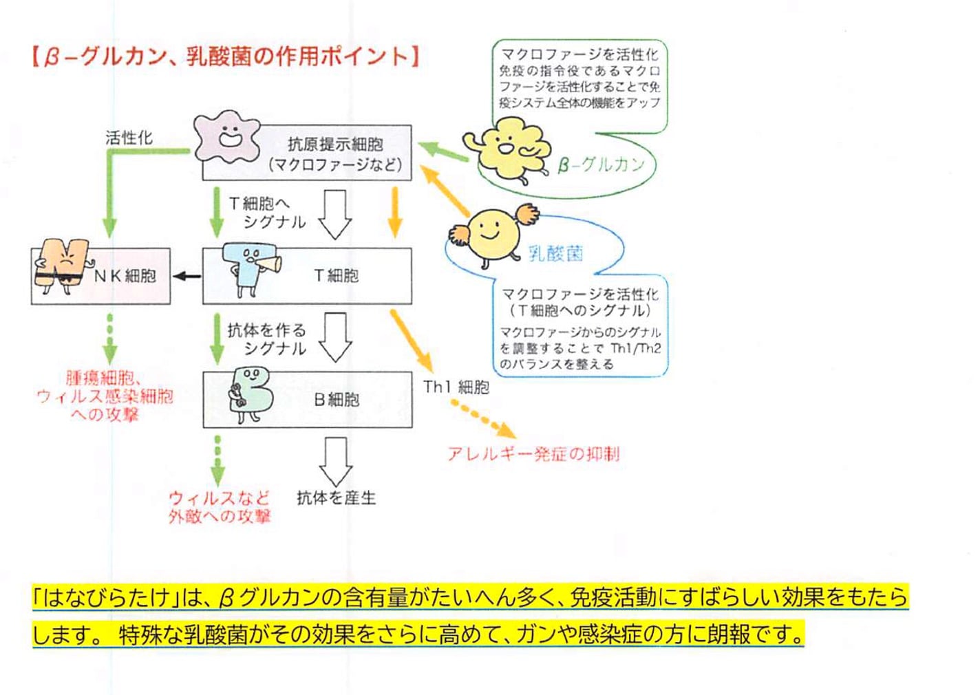 濃縮乳酸発酵 ハナビラタケ 顆粒