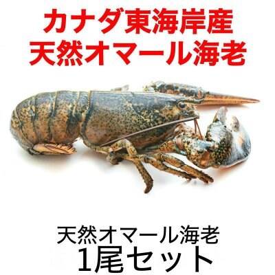 カナダ東海岸産天然オマール海老•特大400~450gサイズ/お買い得1尾
