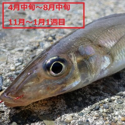 ツクツク!!通販