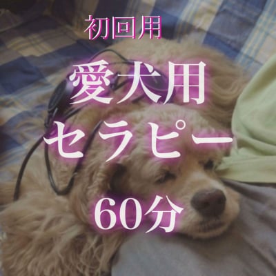 初回用メタトロンセラピー60分(愛犬用) / 東京のメタトロンサロン"Tulsi(トゥルシー)" |人と愛犬のための波動セラピー健康サロン/合う食べ物とアレルギーをメタトロンで検査し、波動で調整をして、犬の健康管理ができます。