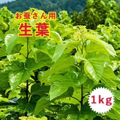 【お蚕さん・ペット用】桑の生葉1kg