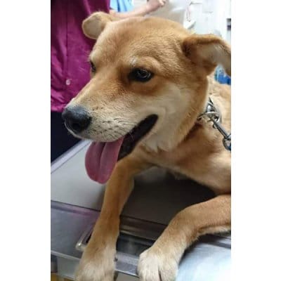 動物保護活動会費 3口3000円