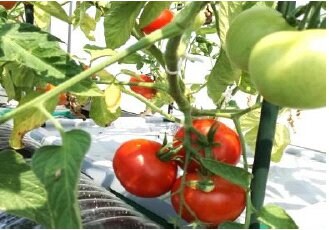 【選べる野菜カプセルAグループ】水やり放ったらかしで安全野菜を自分で簡単に作れたら良くないですか、 水やりの心配が無い、手間いらずで出来るオーガニックプランター 水やり心配なし、放ったらかしで安心野菜が どんどん育つ世界初の新技術 電源は不要!自動野菜栽培システム お好きな野菜の種を選んで頂けます。 健康リフォーム