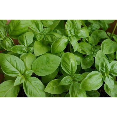 【選べる野菜カプセルBグループ】ほったらかしで安全野菜を自分で簡単に作れたら良くないですか、 水やりの心配が無い、手間いらずで出来るオーガニックプランター 水やり心配なし、ほったらかしで安心野菜が どんどん育つ世界初の新技術 電源は不要!自動野菜栽培システム お好きな野菜の種を選んで頂けます。 健康リフォーム