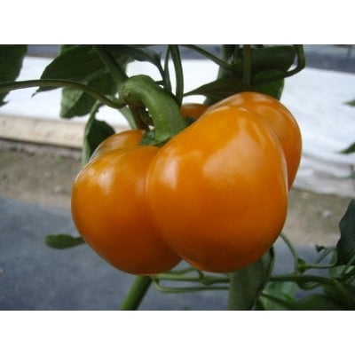 【選べる野菜カプセルDグループ】ほったらかしで安全野菜を自分で簡単に作れたら良くないですか、 水やりの心配が無い、手間いらずで出来るオーガニックプランター 水やり心配なし、ほったらかしで安心野菜が どんどん育つ世界初の新技術 電源は不要!自動野菜栽培システム お好きな野菜の種を選んで頂けます。 健康リフォーム