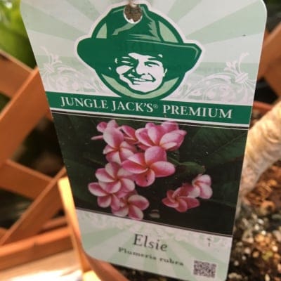 プルメリア(鉢植え)エルシー