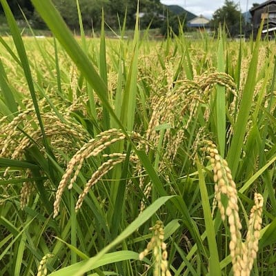 ポイント3倍!【10㎏】兵庫県産(コシヒカリ)地元多可町でとれたお米です。