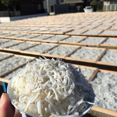 無添加 釜揚げしらす(1キロ)