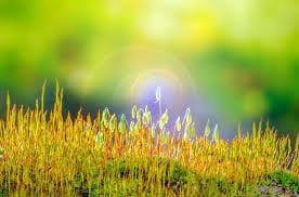 霊性開花をスピリチュアルヒーリングであるスピリットエネルギー