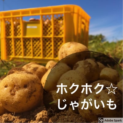 送料無料/業務用/自宅用/ジャガイモ男爵芋10キロ入り