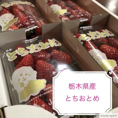 栃木県産イチゴとちおとめ8パックセット