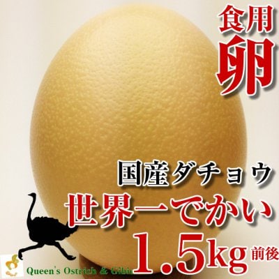 数量限定!【国産ダチョウ】世界一大きなダチョウの卵