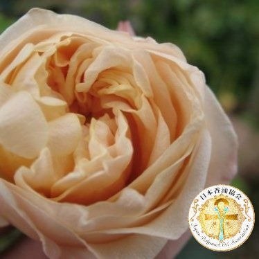 銀行振込専用※Tea Rose 10mlティーローズ