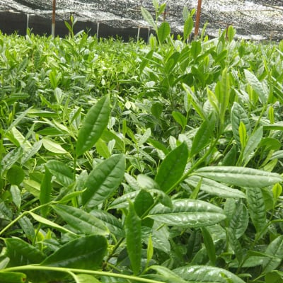 京都宇治 2019年 農林大臣賞受賞 古川製茶の抹茶(さみどり)10g