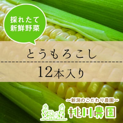 【おかげ様で完売!!】とうもろこし(ゴールドラッシュ)12本セット【新潟より直送】